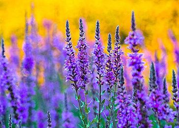 《全面战争：战锤3》新DLC将于4月公布 夏冬季有另外2个